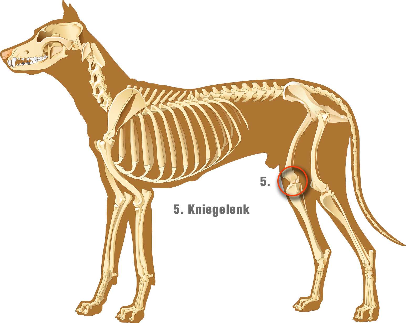 Hundeskelett_5.Knie Tierarztpraxis Pingen Navarra