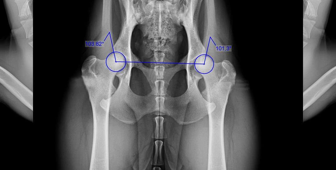 HD | ED | Patella